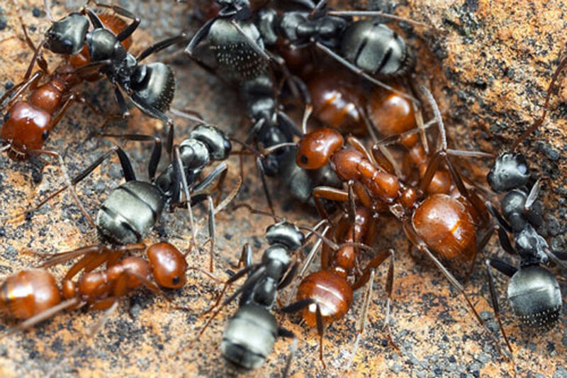 Hormigas rojas y negras