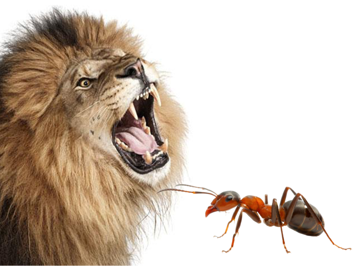 El León y la Hormiga 3